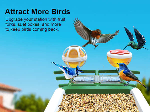 G02 best bird feeder camera - Attract more birds