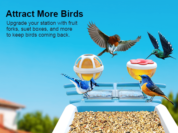 G02 firstrend best bird feeder blue
