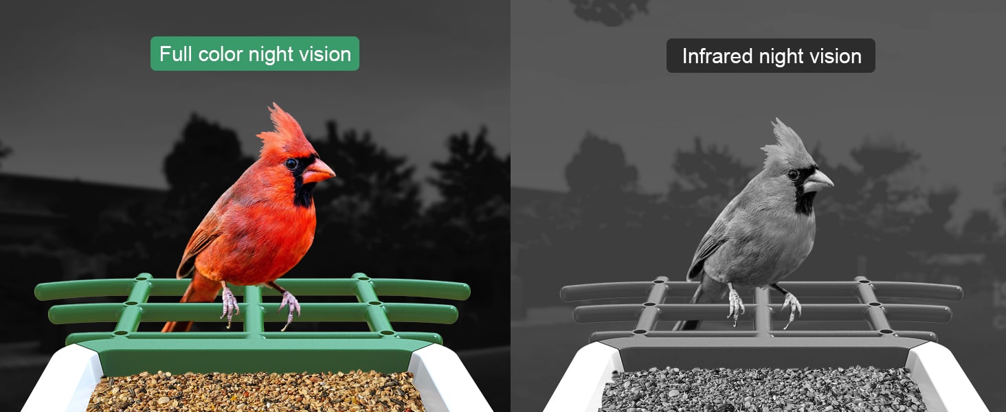 hummingbird feeder with camera - day and night
